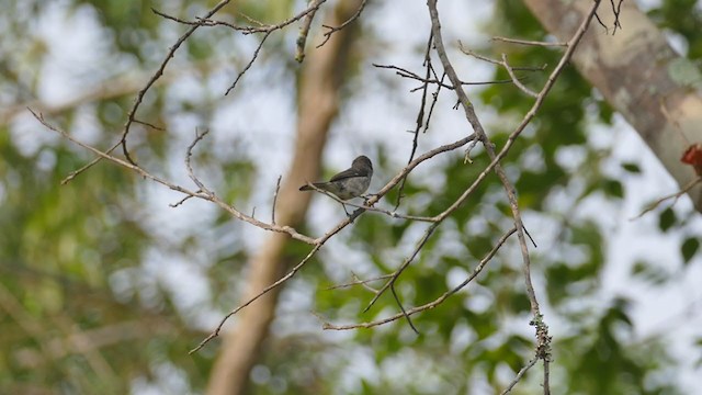 Gray Seedeater - ML302041251