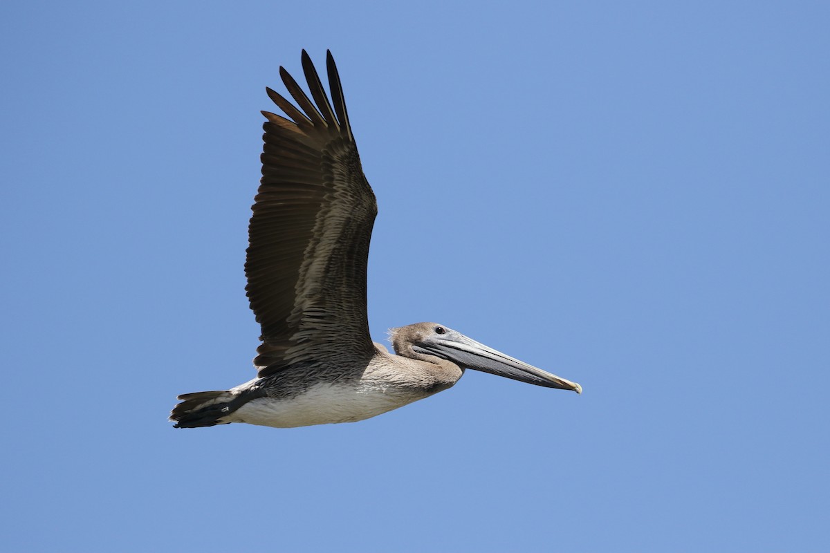 Brown Pelican - John van Dort