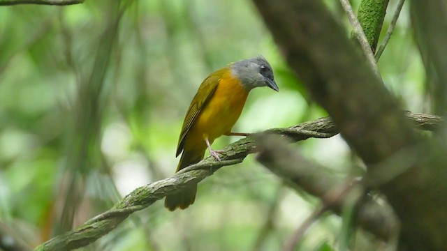 Tangara Cabecigrís - ML302041991