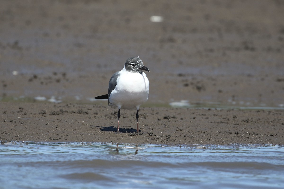 Laughing Gull - ML302042241