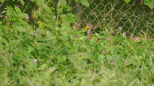 Gray-cowled Wood-Rail - ML302042501