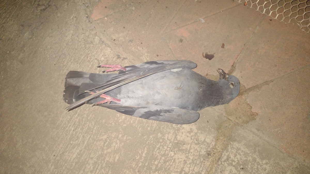Rock Pigeon (Feral Pigeon) - ML302042561