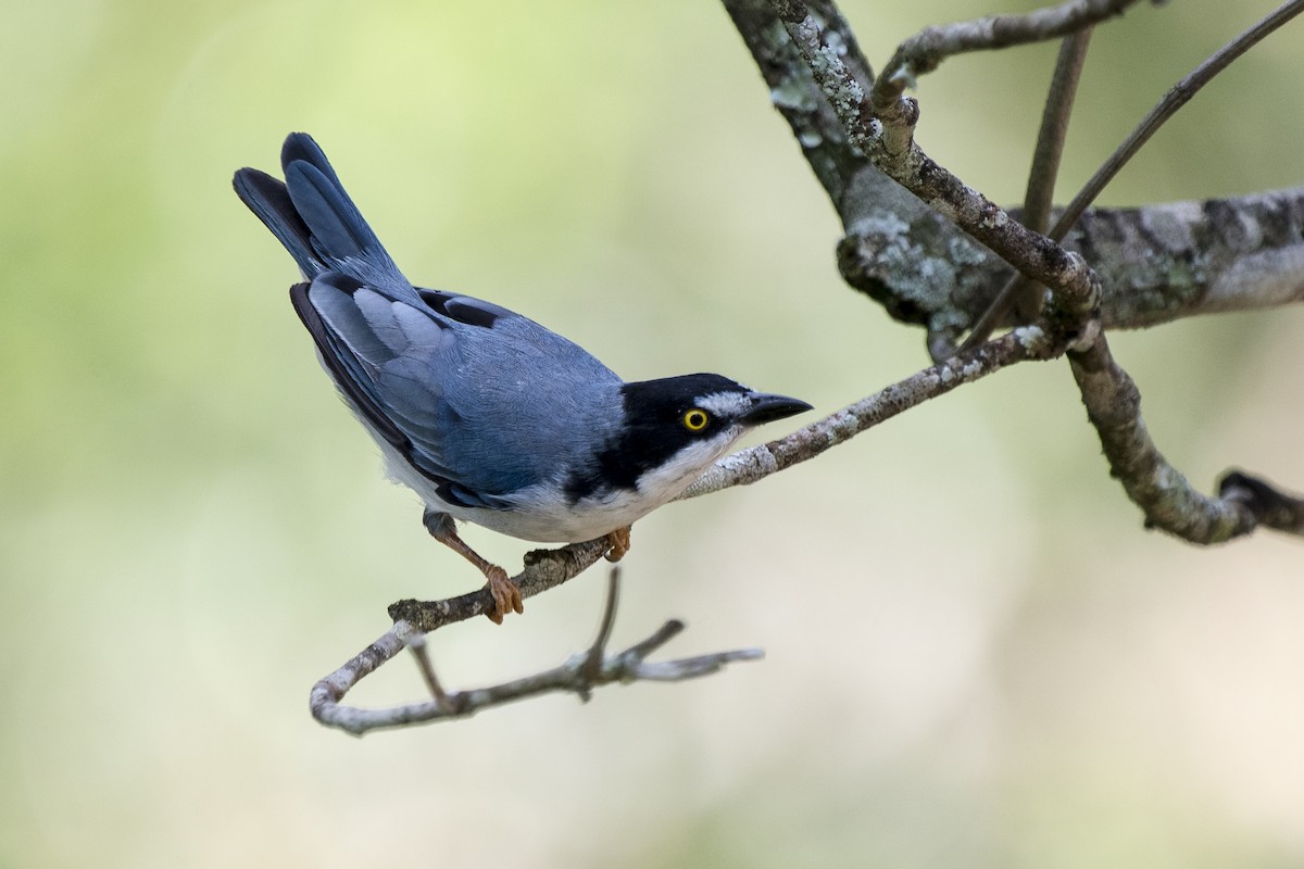 Hooded Tanager - ML302042581