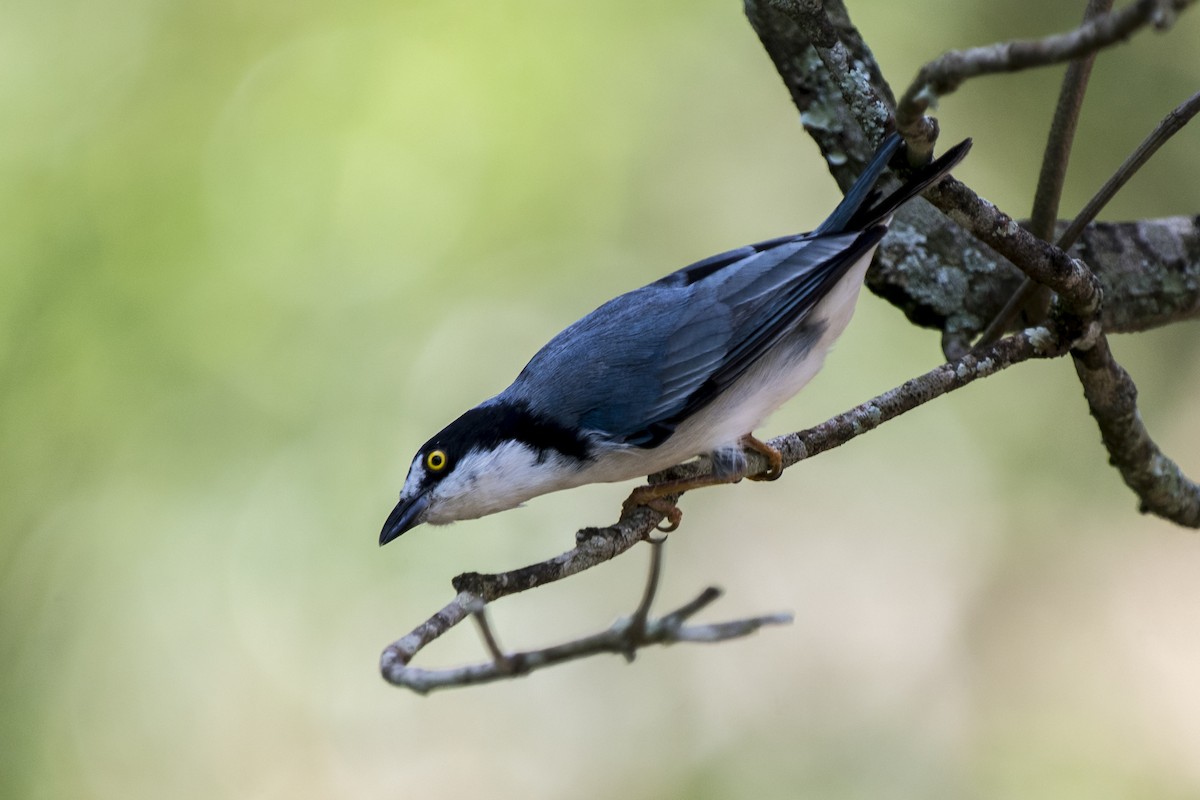 Hooded Tanager - ML302042591