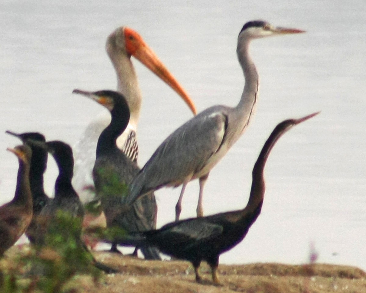 Painted Stork - ML302043751