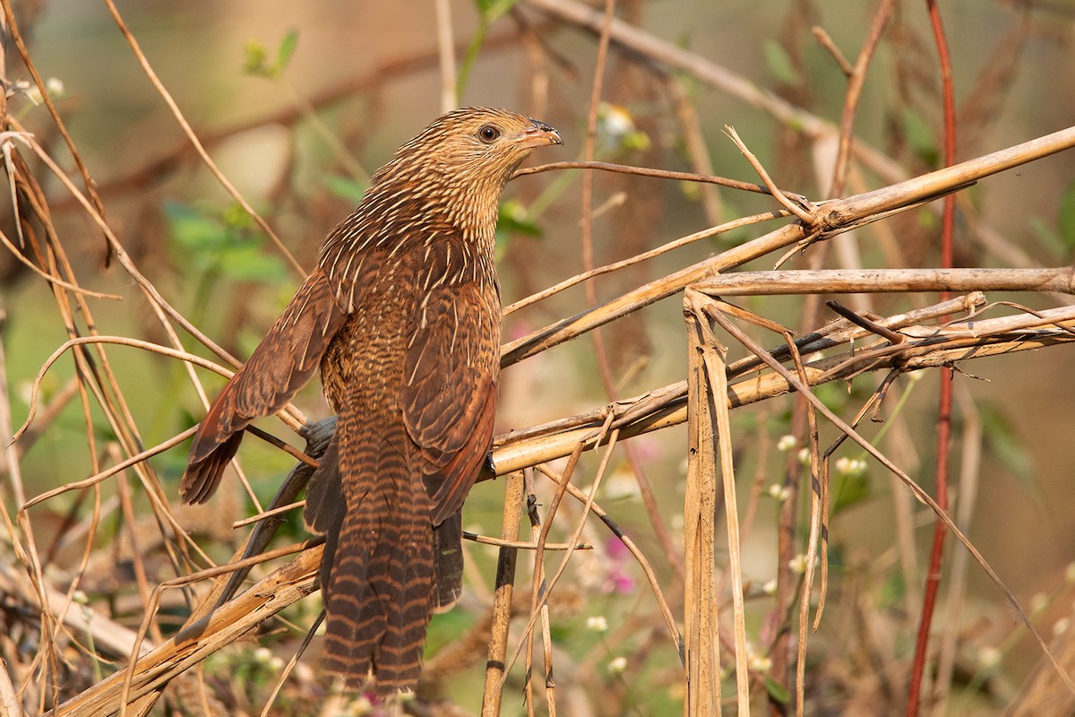 Lesser Coucal - ML302046501