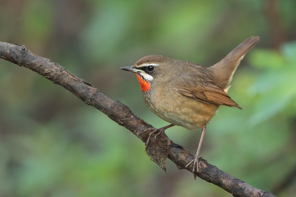 Siberian Rubythroat - Ayuwat Jearwattanakanok