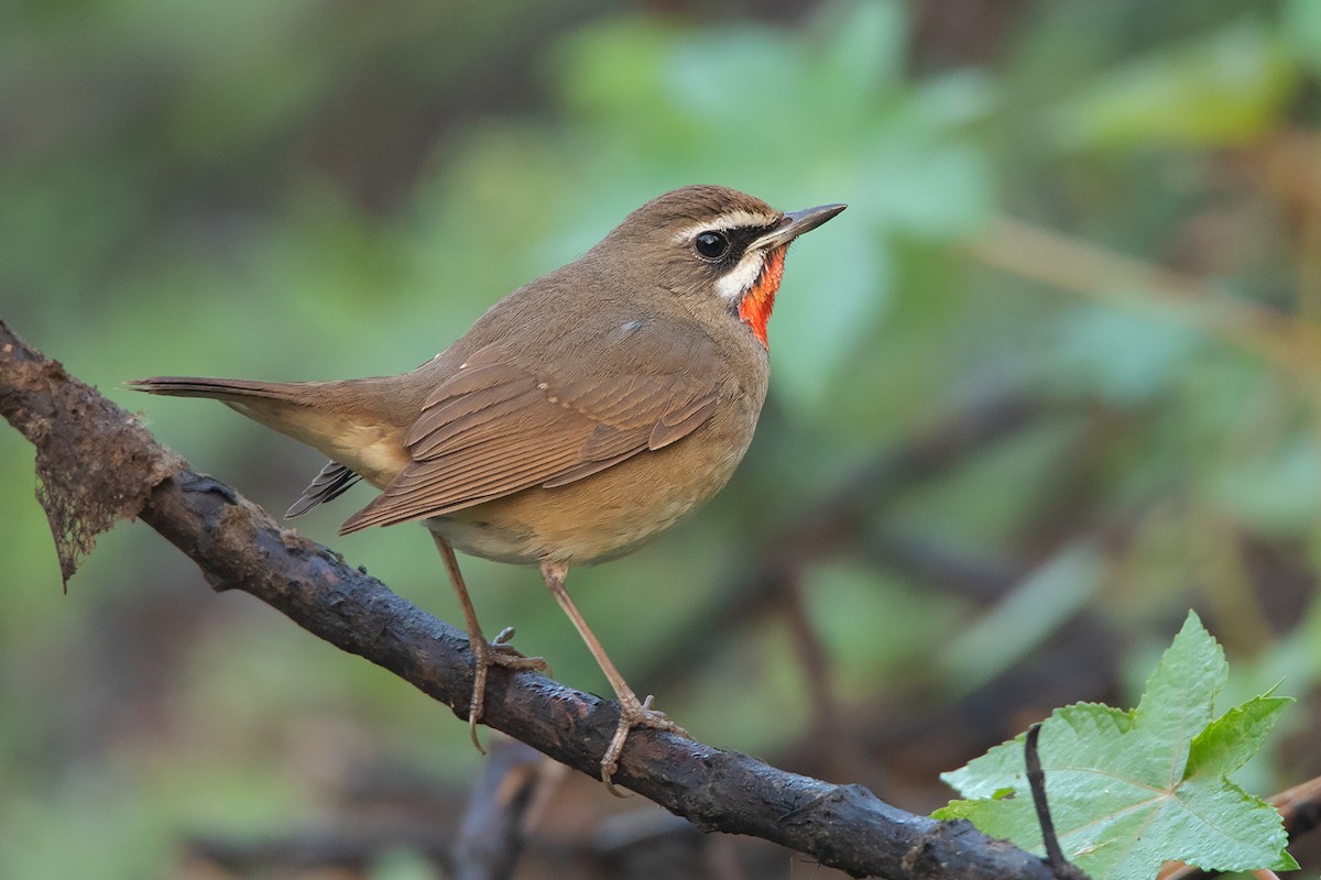 Siberian Rubythroat - Ayuwat Jearwattanakanok