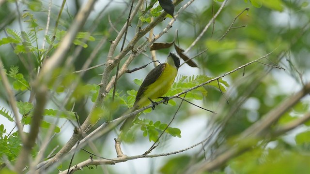 Rusty-margined Flycatcher - ML302046971