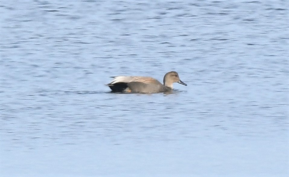 Gadwall - ML302052851