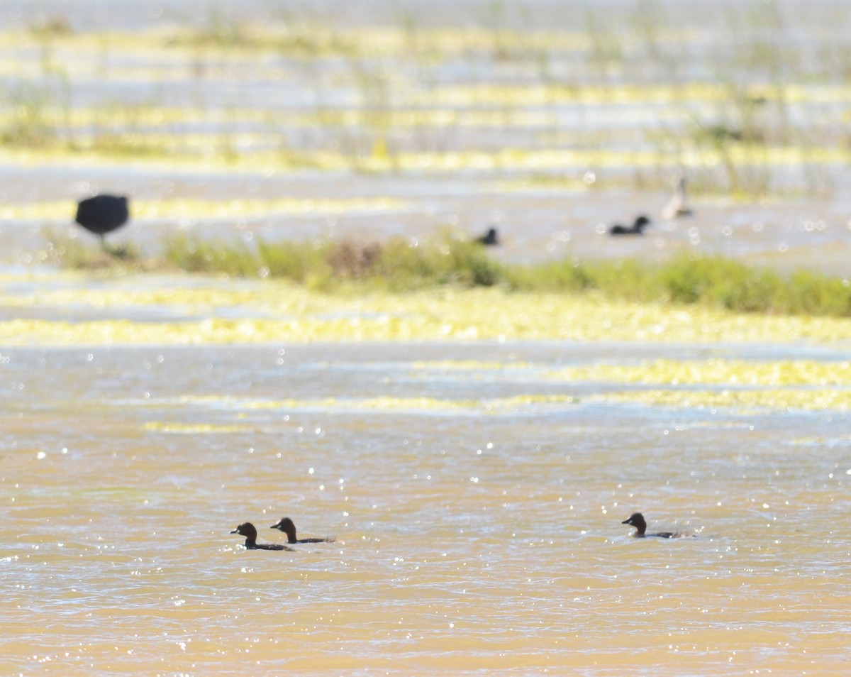 Little Grebe - ML302053111