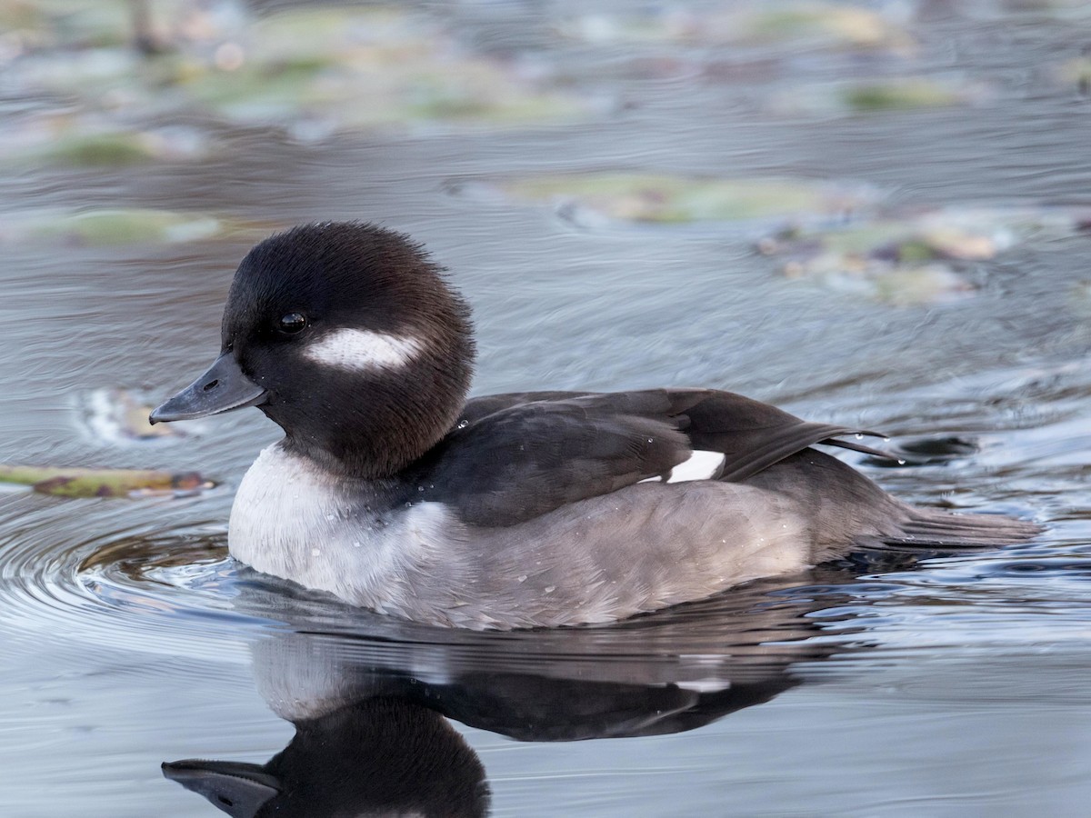 Female