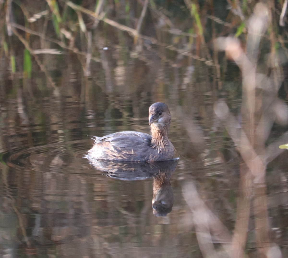 Pied-billed Grebe - ML302054191