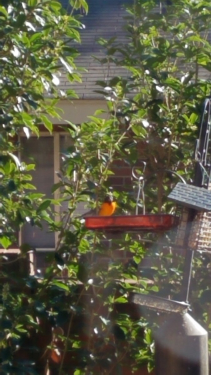 Baltimore Oriole - ML302054751