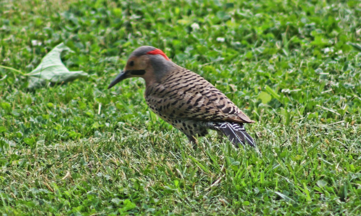 Northern Flicker - Jeffrey  Graham