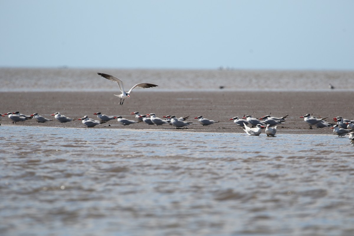 Caspian Tern - ML302056641