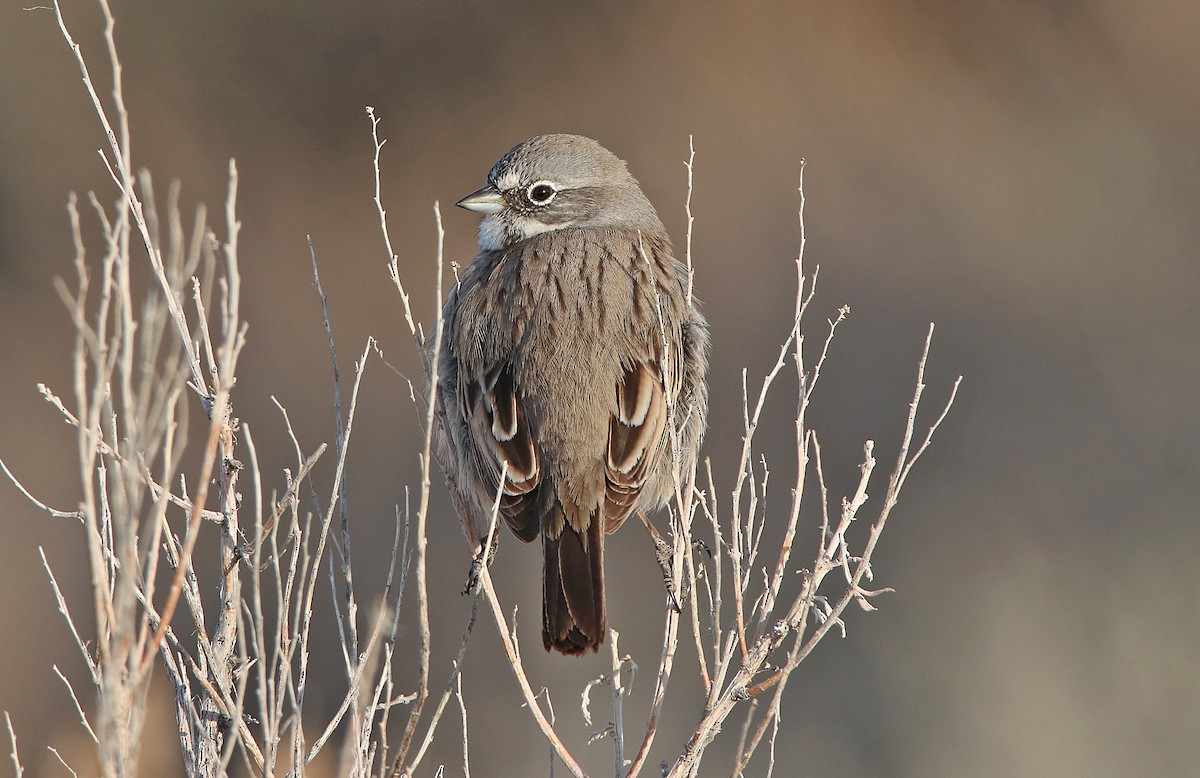 Sagebrush Sparrow - ML302058131