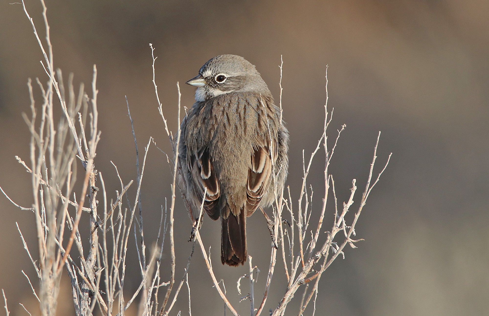Sagebrush Sparrow