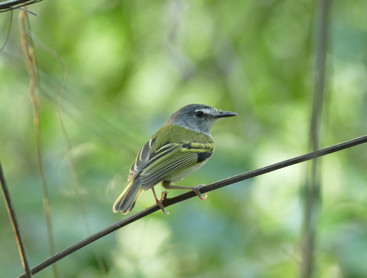 Slate-headed Tody-Flycatcher - Jérôme Fischer