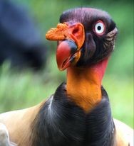 King Vulture - ML302061761