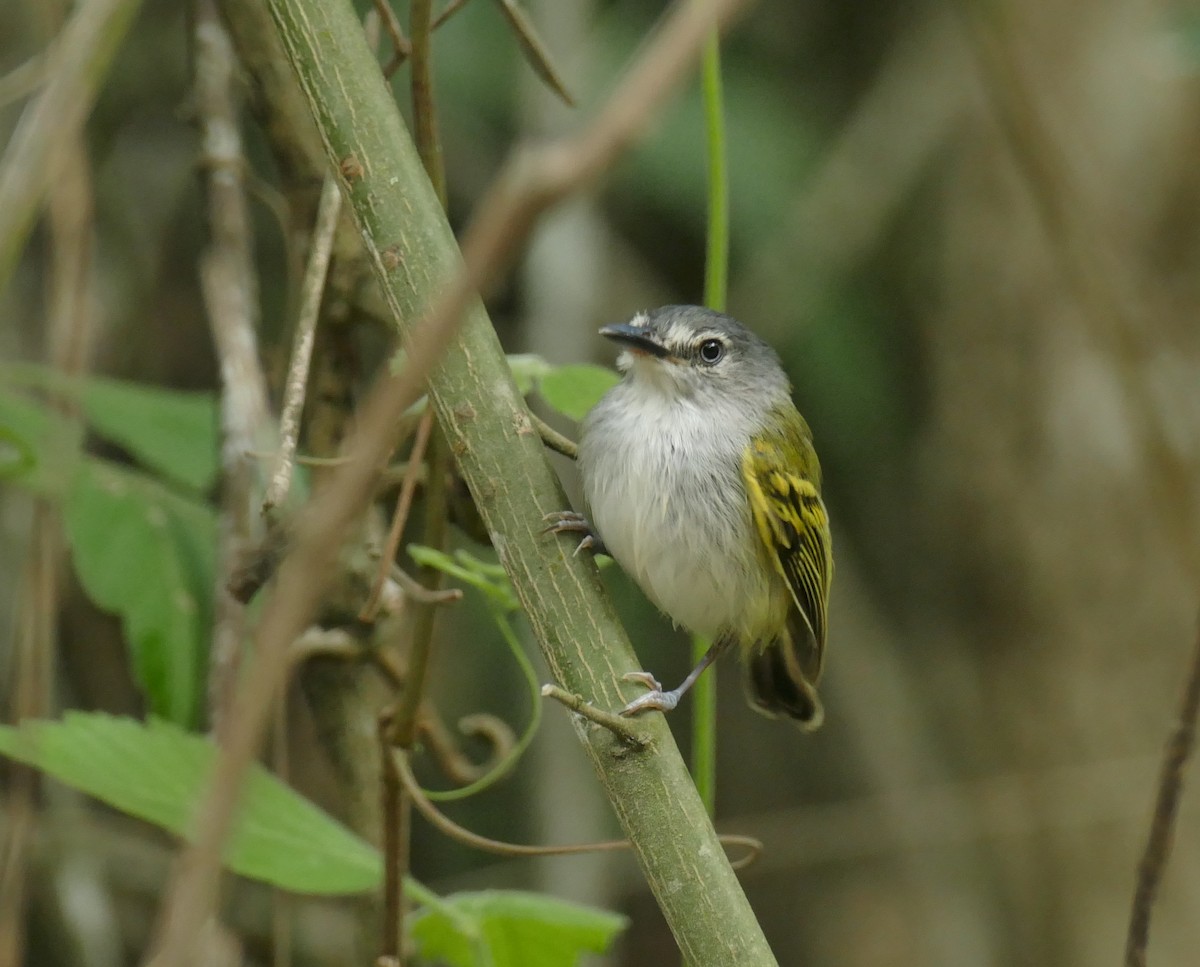 Slate-headed Tody-Flycatcher - Jérôme Fischer