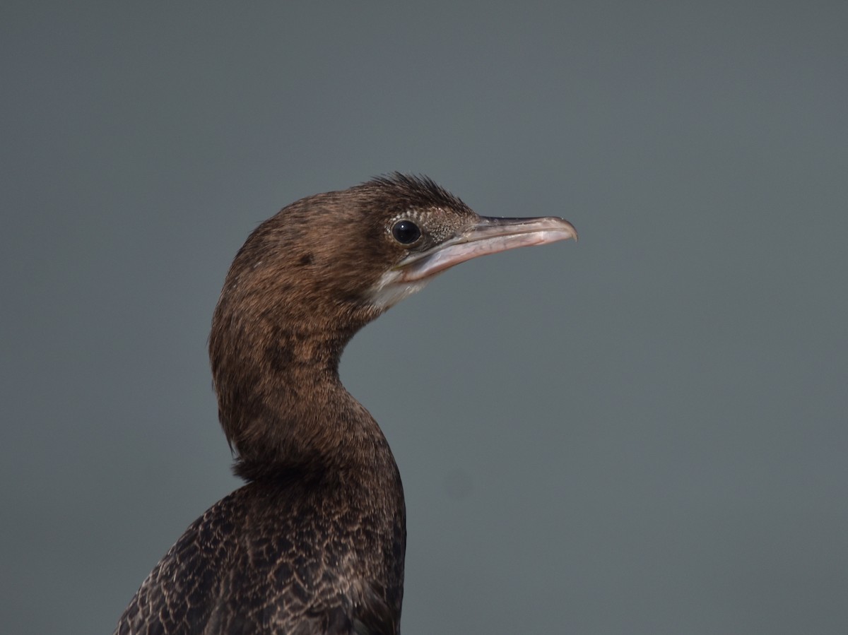 Little Cormorant - ML302062301