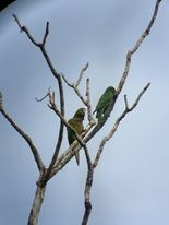 Aratinga Jamaicana - ML302062381