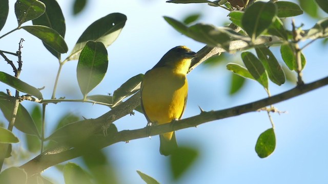 Velvet-fronted Euphonia - ML302063161