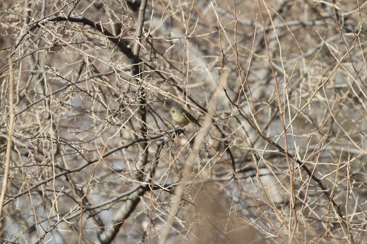 Ruby-crowned Kinglet - ML302063821