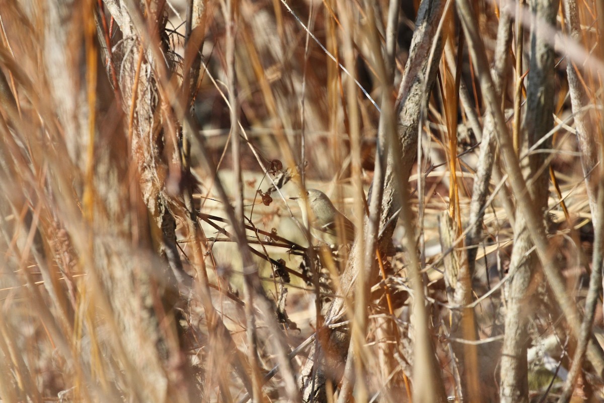 Ruby-crowned Kinglet - ML302063851