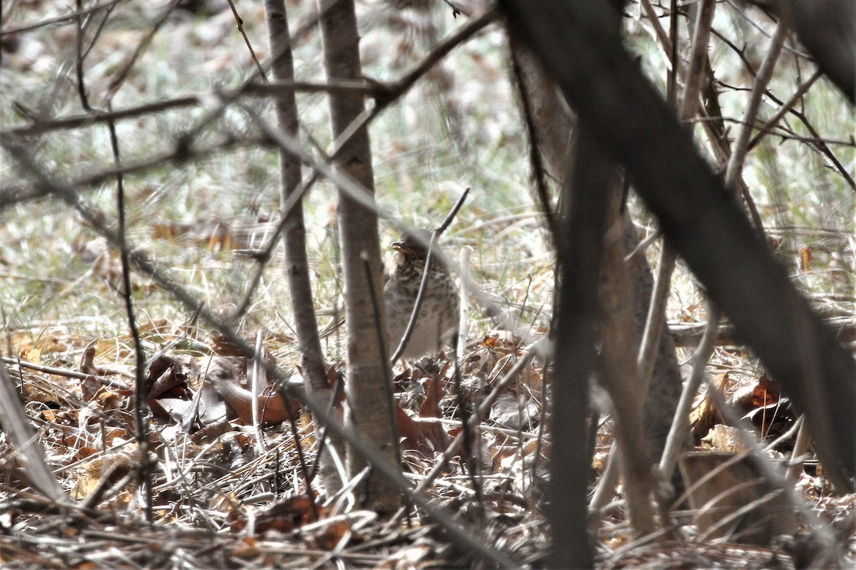 Swainson's Thrush - ML302063871