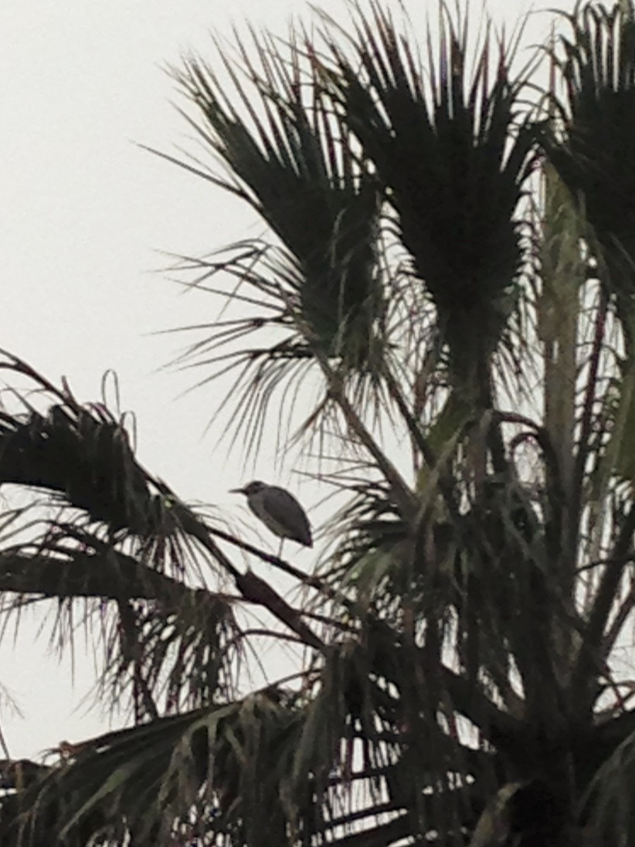 Yellow-crowned Night Heron - ML30206431