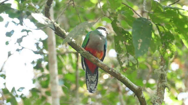 Quetzal brillant - ML302065021