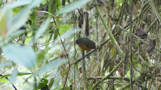 Slate-crowned Antpitta - ML302066291