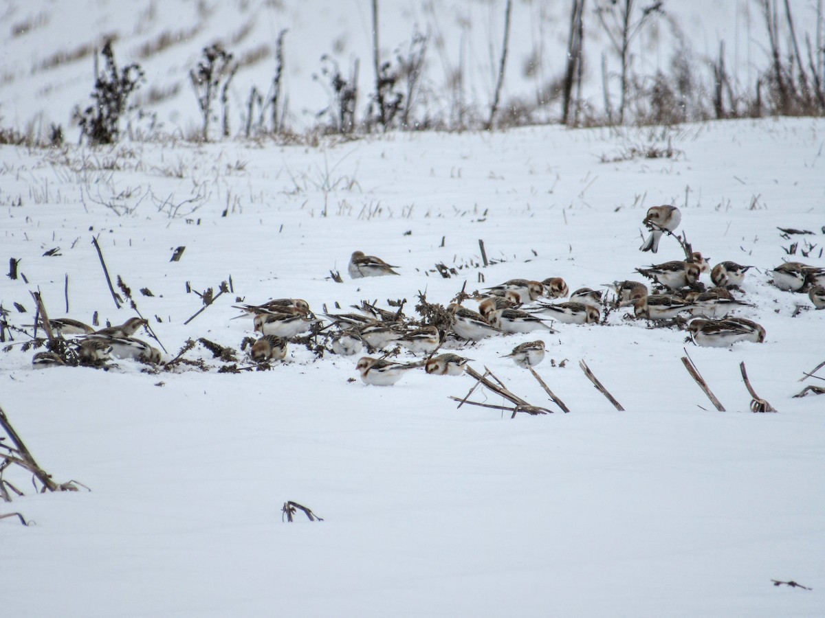 Snow Bunting - ML302066601