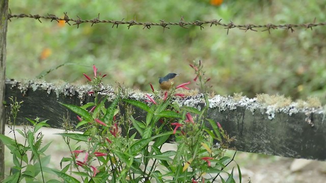 Rusty Flowerpiercer - ML302067201