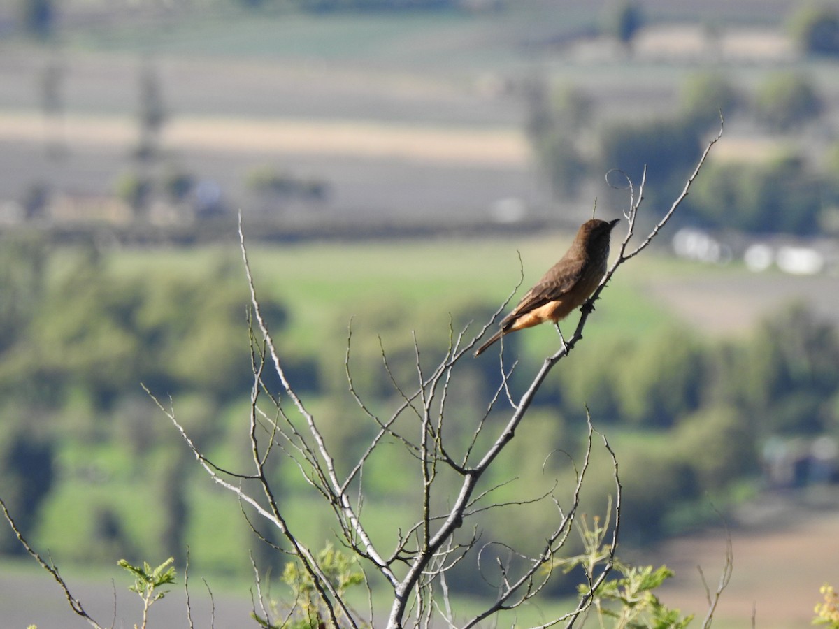 Streak-throated Bush-Tyrant - ML302067631