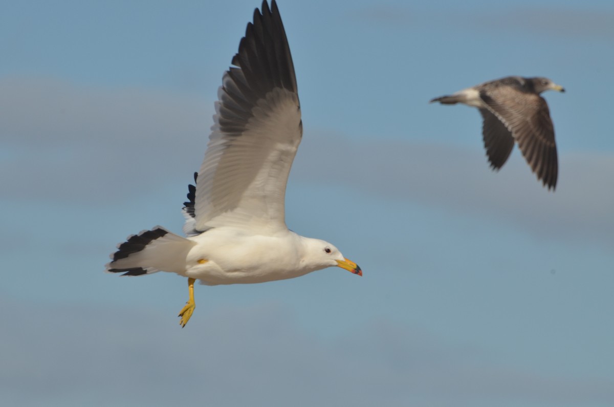 Gaviota Cangrejera - ML30206871