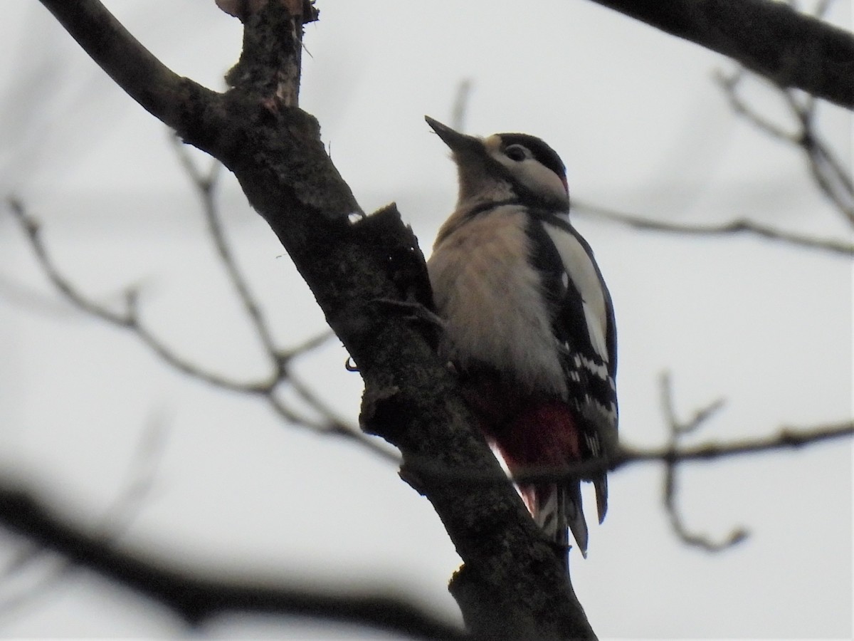 Great Spotted Woodpecker - ML302069931