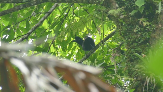 Амазонская зонтичная птица - ML302070271