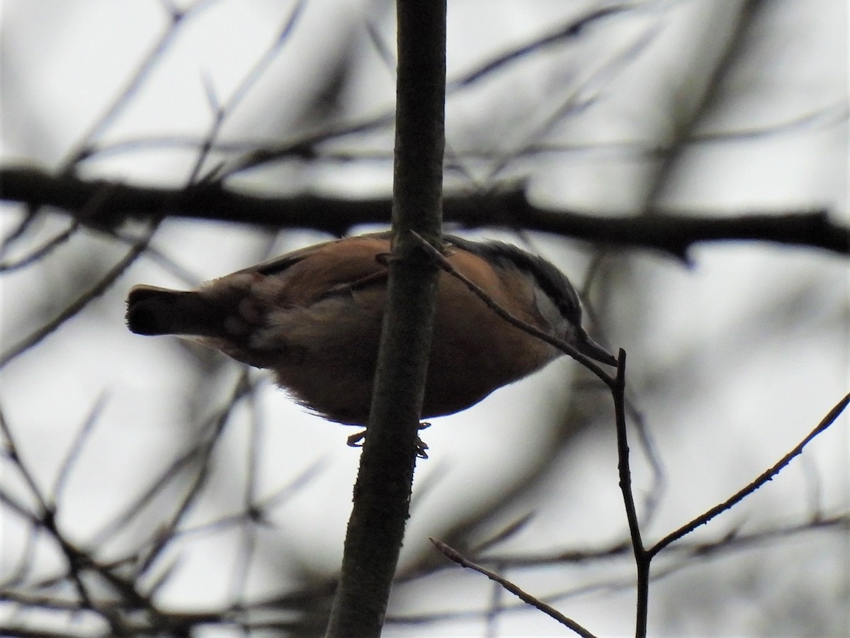 Eurasian Nuthatch - ML302070401