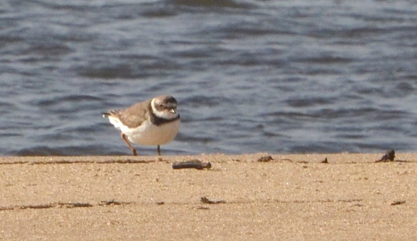 Semipalmated Plover - ML30207071