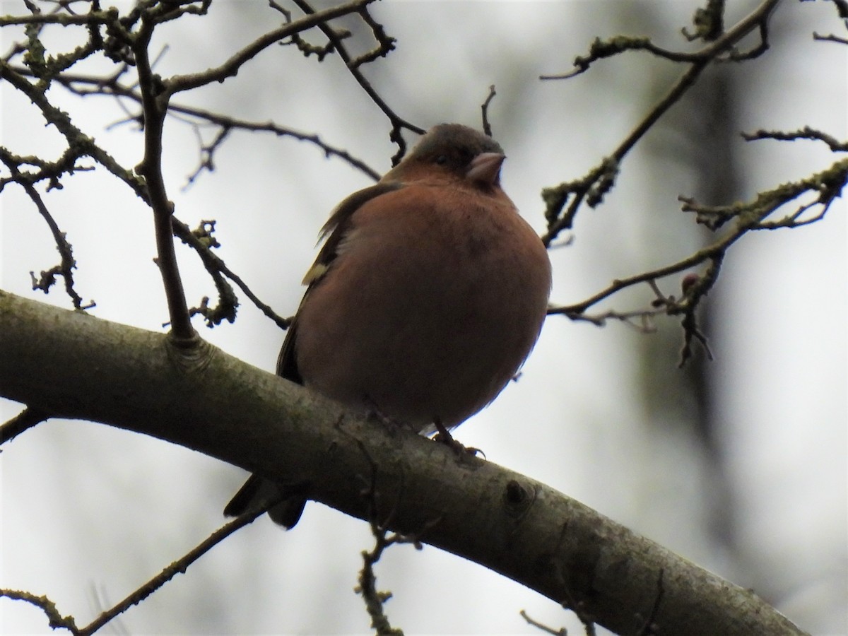 Common Chaffinch - ML302070991