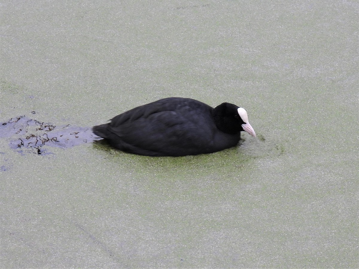 Eurasian Coot - ML302071301