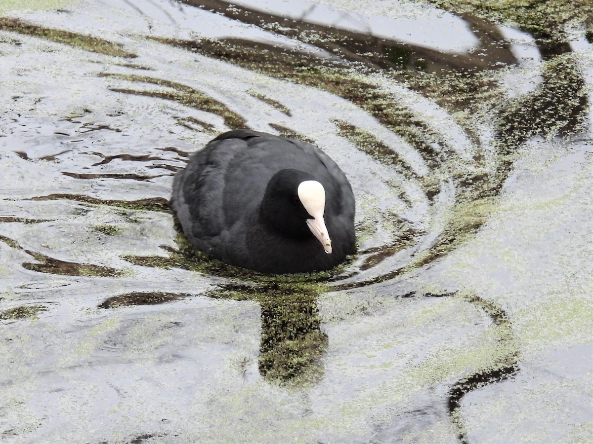 Eurasian Coot - ML302071541