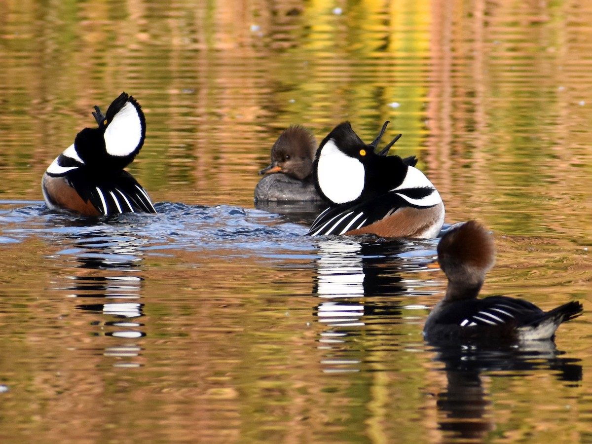 Adult male and female