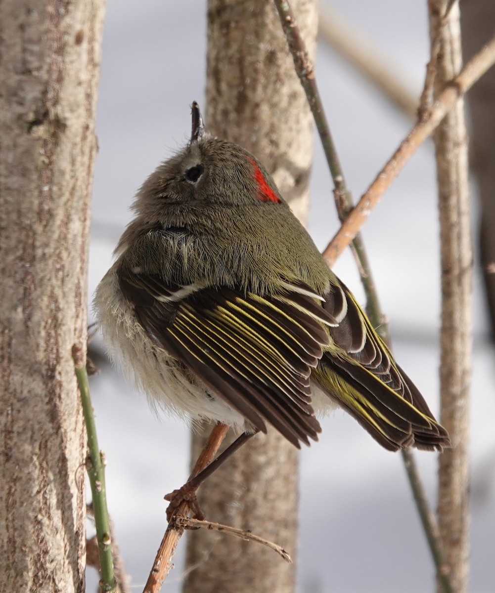 Ruby-crowned Kinglet - ML302072701