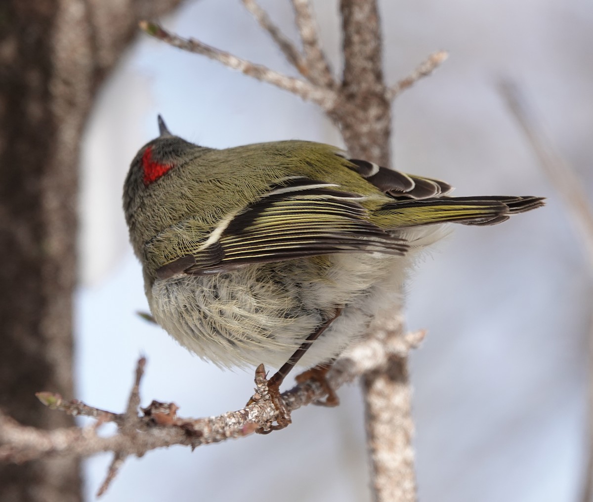 Ruby-crowned Kinglet - ML302072721