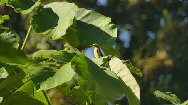 Lemon-browed Flycatcher - ML302072751