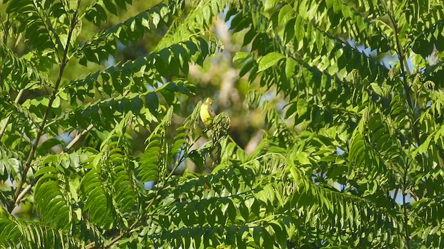 Lemon-browed Flycatcher - ML302072991